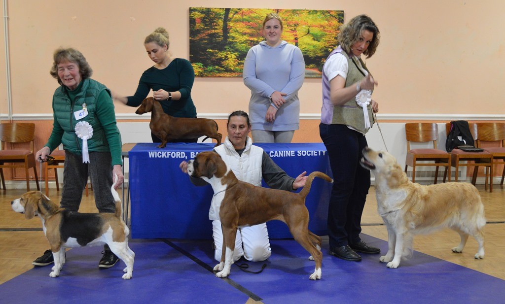 2020 JANUARY MATCH - Judge: Lauran Wheaton (Acinonyx, Dalmations/Rottweilers)