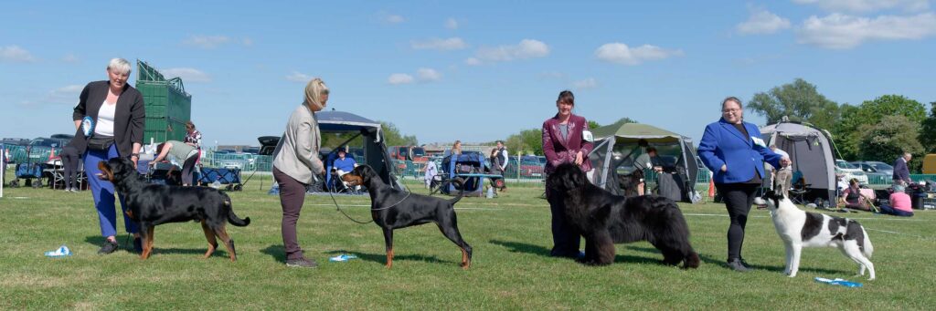 Working Group Winners - May 2025 Open Show Working Group Winners - May 2025 Open Show