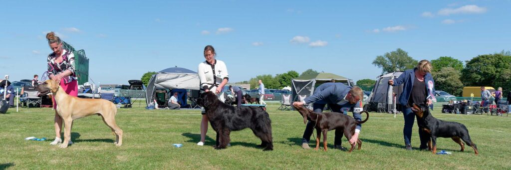 Working Group Puppy Winners - May 2025 Open Show Working Group Puppy Winners - May 2025 Open Show
