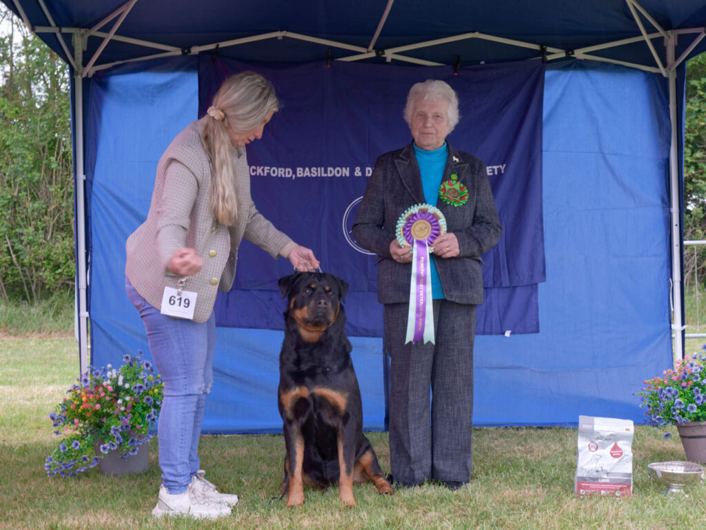 Reserve Best Veteran In Show - Open Show 2026 Reserve Best Veteran In Show Open Show 2026